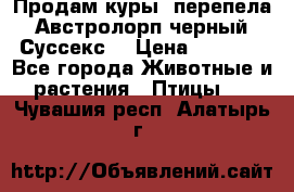 Продам куры, перепела. Австролорп черный. Суссекс. › Цена ­ 1 500 - Все города Животные и растения » Птицы   . Чувашия респ.,Алатырь г.